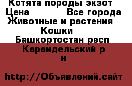 Котята породы экзот › Цена ­ 7 000 - Все города Животные и растения » Кошки   . Башкортостан респ.,Караидельский р-н